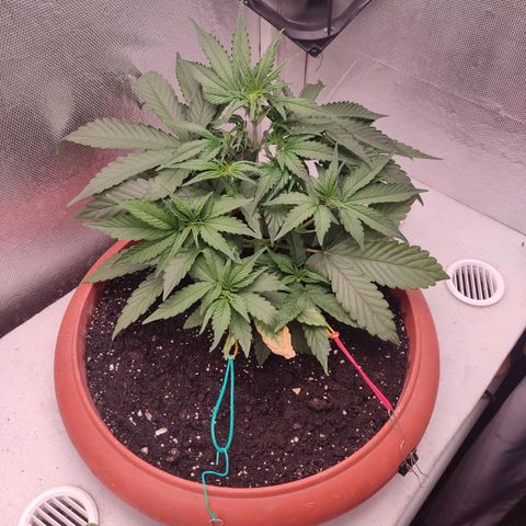 Auto X.treme E.S growlog timeline photo