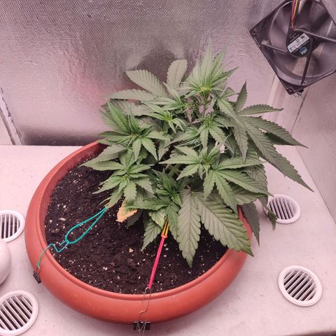 Auto X.treme E.S growlog timeline photo