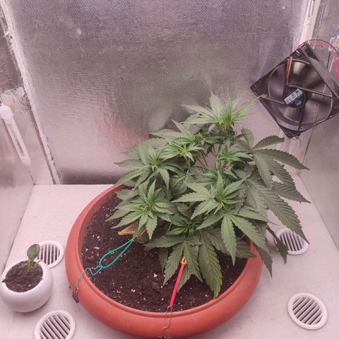 Auto X.treme E.S growlog timeline photo