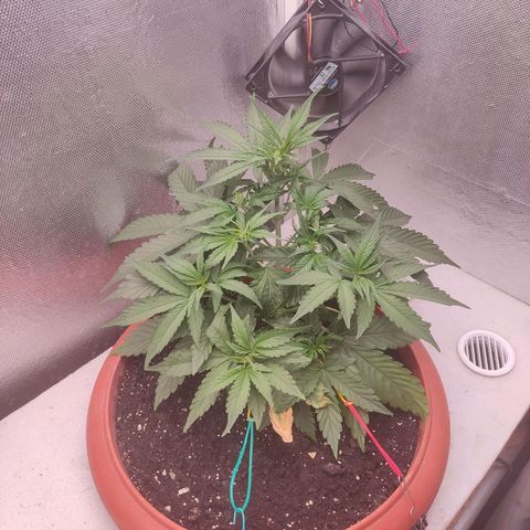 Auto X.treme E.S growlog timeline photo
