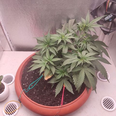 Auto X.treme E.S growlog timeline photo