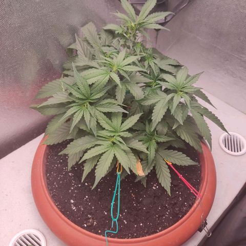 Auto X.treme E.S growlog timeline photo