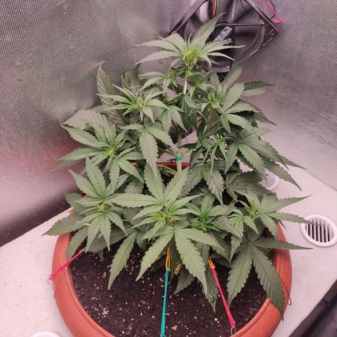 Auto X.treme E.S growlog timeline photo