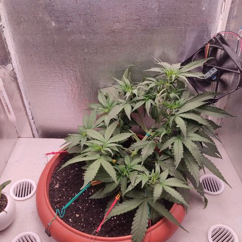 Auto X.treme E.S growlog timeline photo