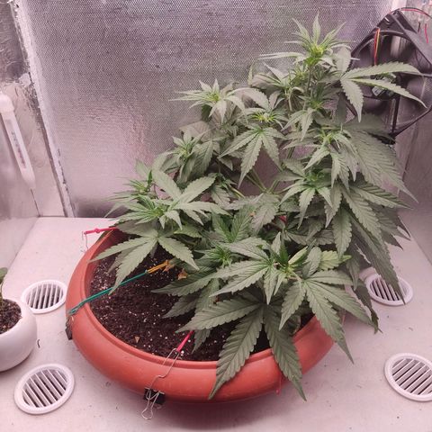 Auto X.treme E.S growlog timeline photo