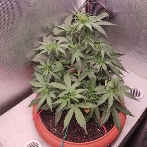 Auto X.treme E.S growlog timeline photo