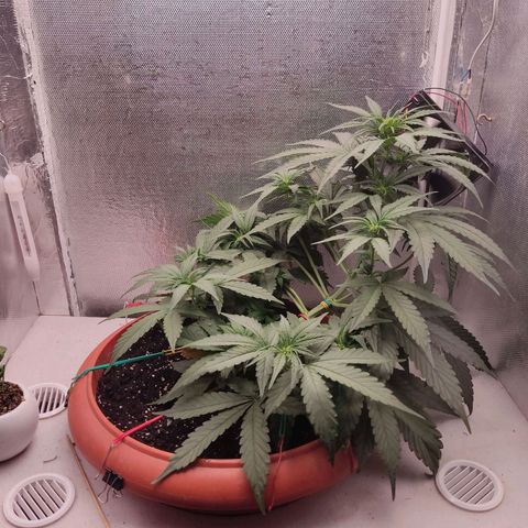 Auto X.treme E.S growlog timeline photo