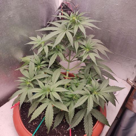 Auto X.treme E.S growlog timeline photo