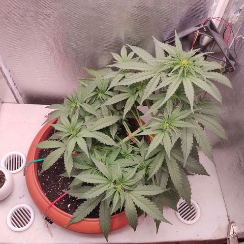 Auto X.treme E.S growlog timeline photo