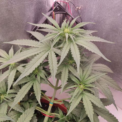 Auto X.treme E.S growlog timeline photo