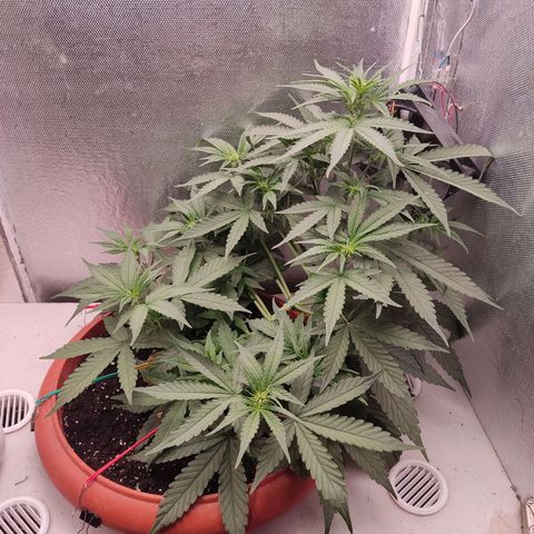 Auto X.treme E.S growlog timeline photo