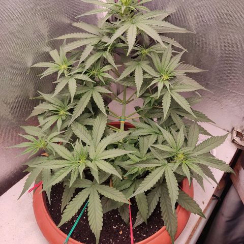 Auto X.treme E.S growlog timeline photo