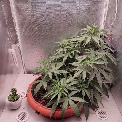 Auto X.treme E.S growlog timeline photo