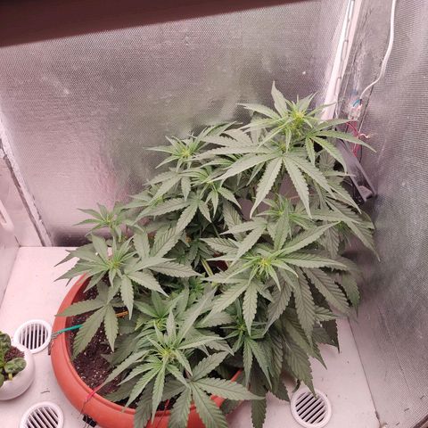 Auto X.treme E.S growlog timeline photo