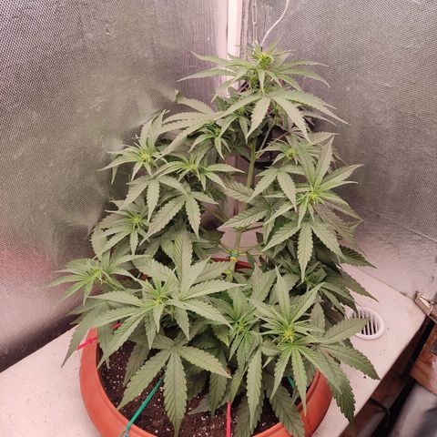 Auto X.treme E.S growlog timeline photo