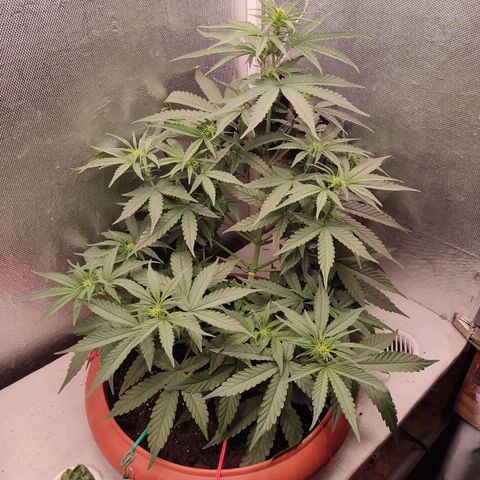 Auto X.treme E.S growlog timeline photo