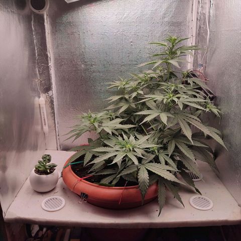 Auto X.treme E.S growlog timeline photo