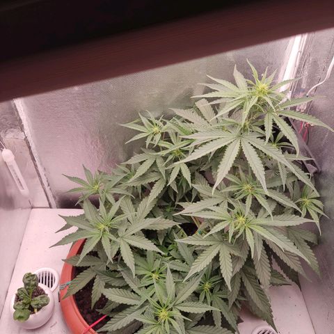 Auto X.treme E.S growlog timeline photo
