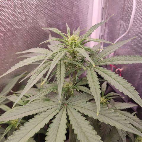 Auto X.treme E.S growlog timeline photo