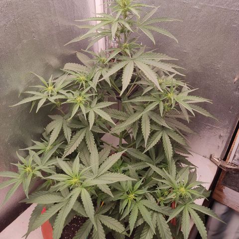 Auto X.treme E.S growlog timeline photo