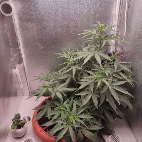 Auto X.treme E.S growlog timeline photo