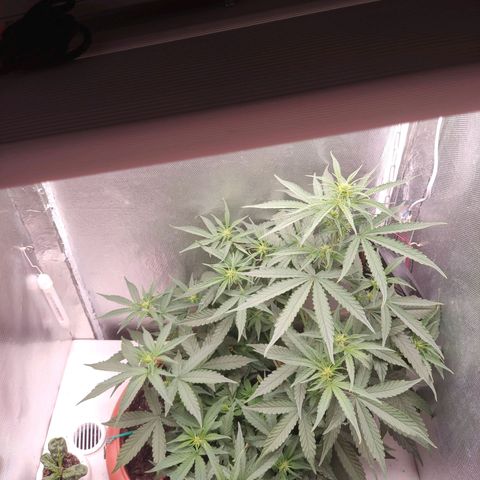 Auto X.treme E.S growlog timeline photo