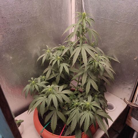 Auto X.treme E.S growlog timeline photo