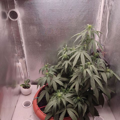 Auto X.treme E.S growlog timeline photo