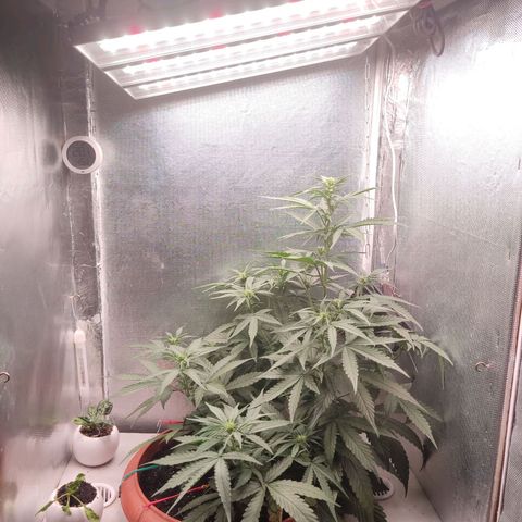 Auto X.treme E.S growlog timeline photo