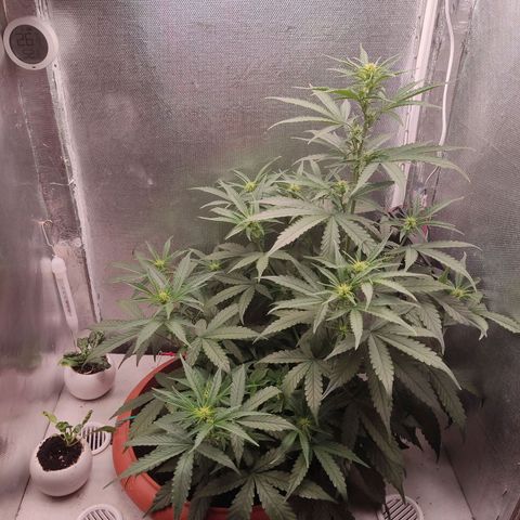 Auto X.treme E.S growlog timeline photo