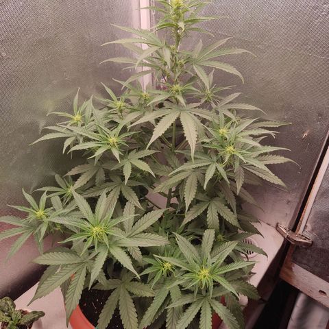 Auto X.treme E.S growlog timeline photo