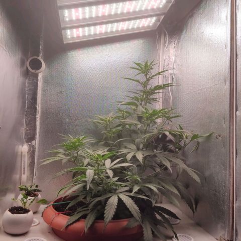 Auto X.treme E.S growlog timeline photo