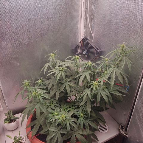 Auto X.treme E.S growlog timeline photo