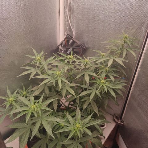 Auto X.treme E.S growlog timeline photo