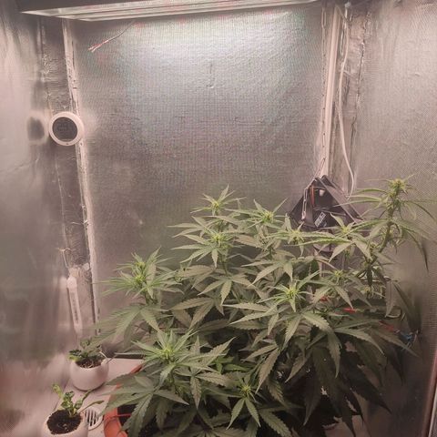 Auto X.treme E.S growlog timeline photo