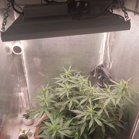 Auto X.treme E.S growlog timeline photo