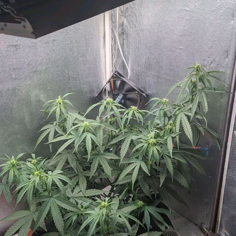 Auto X.treme E.S growlog timeline photo