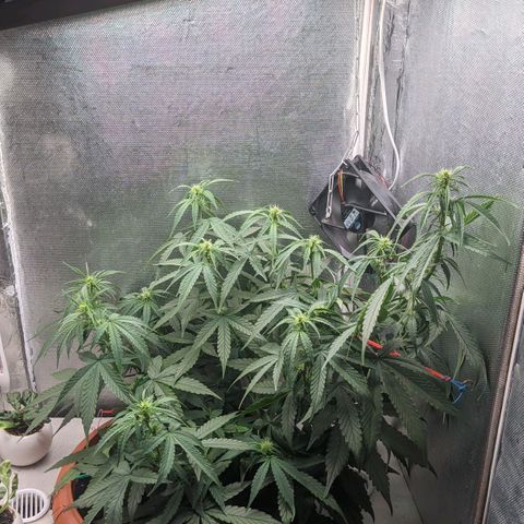 Auto X.treme E.S growlog timeline photo