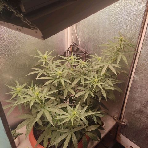 Auto X.treme E.S growlog timeline photo
