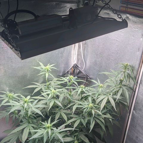 Auto X.treme E.S growlog timeline photo