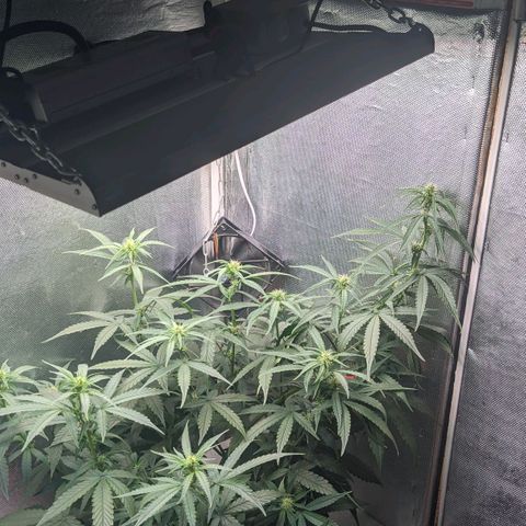 Auto X.treme E.S growlog timeline photo