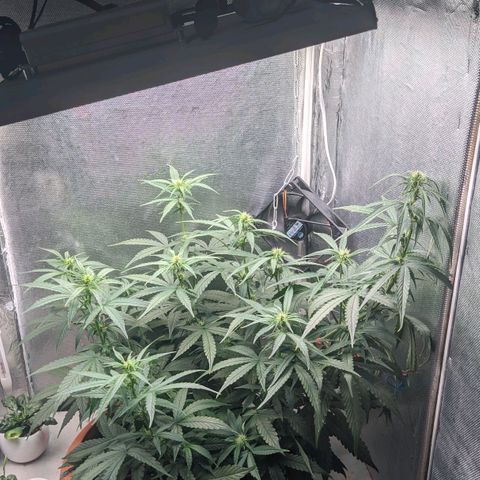Auto X.treme E.S growlog timeline photo