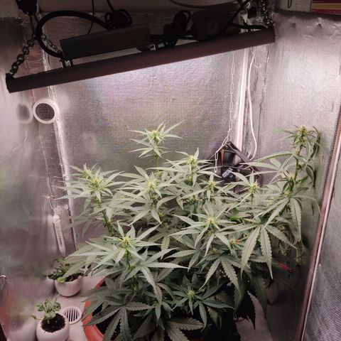 Auto X.treme E.S growlog timeline photo