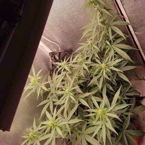 Auto X.treme E.S growlog timeline photo