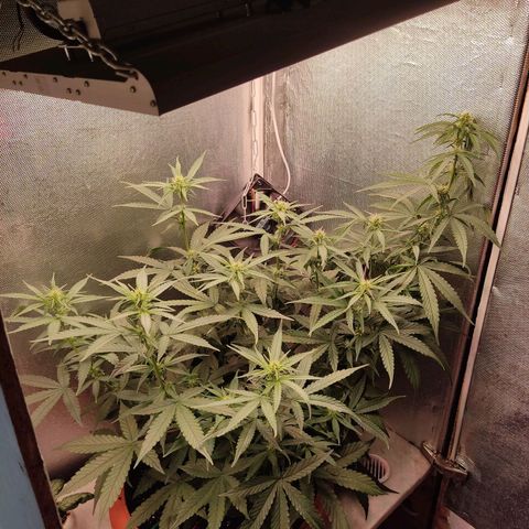 Auto X.treme E.S growlog timeline photo