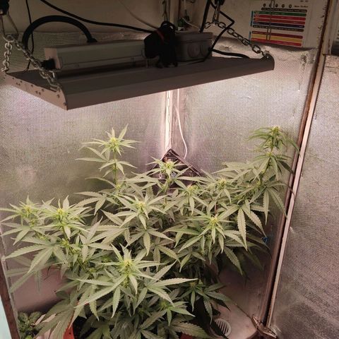 Auto X.treme E.S growlog timeline photo