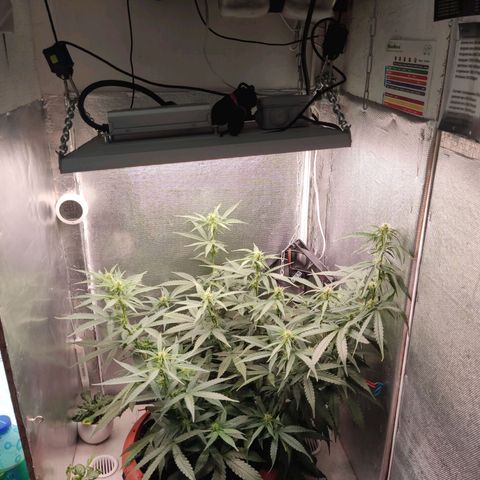 Auto X.treme E.S growlog timeline photo