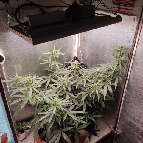 Auto X.treme E.S growlog timeline photo