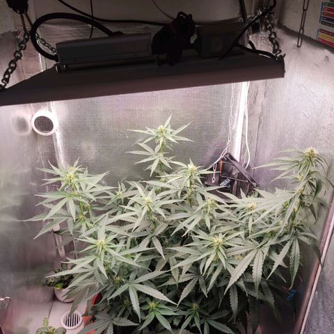 Auto X.treme E.S growlog timeline photo