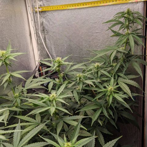 Auto X.treme E.S growlog timeline photo